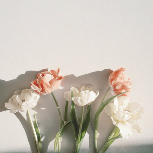 White and peach colored tulips laying on a table in the sun