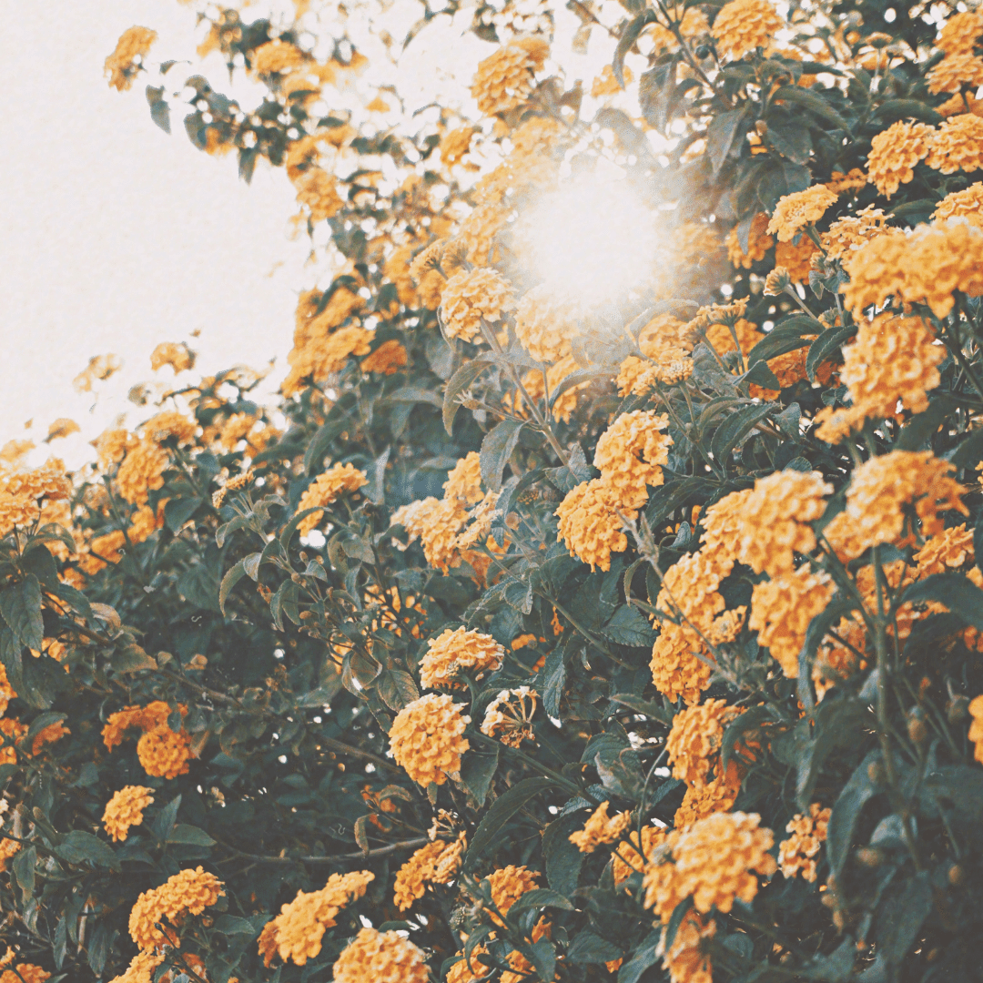 photo of marigolds growing in a field